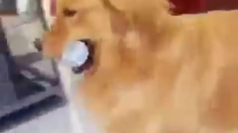 Dog fun video 😇 ||Dog funny videos