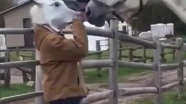 #SHORTS | Horses are funny and amazing | TRY NOT TO LAUGH!!!