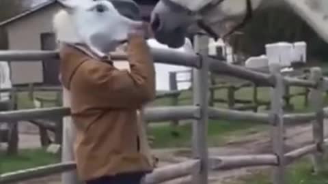 #SHORTS | Horses are funny and amazing | TRY NOT TO LAUGH!!!