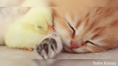 Kitten sleeps sweetly with the Chicken 🐥