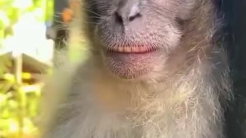 Best Video Funny Animal