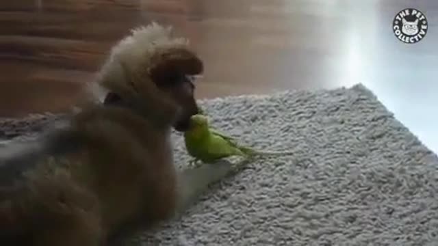 Dog love parrot! Funny video