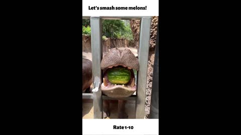 Let’s smash some melons!