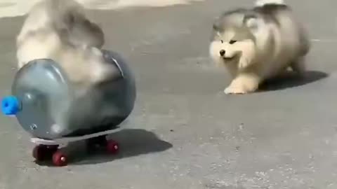 Cute puppies driver