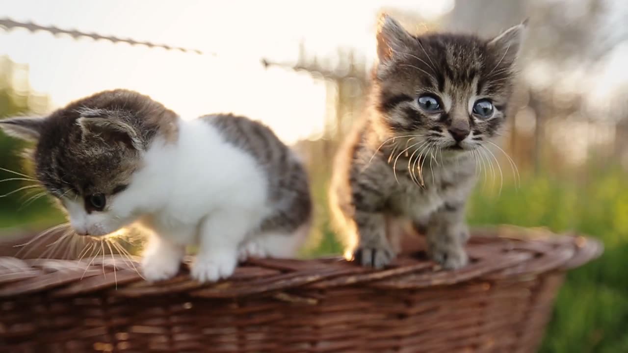 baby cats - cute cats - funny cats - Funniest Cats 😸🐶