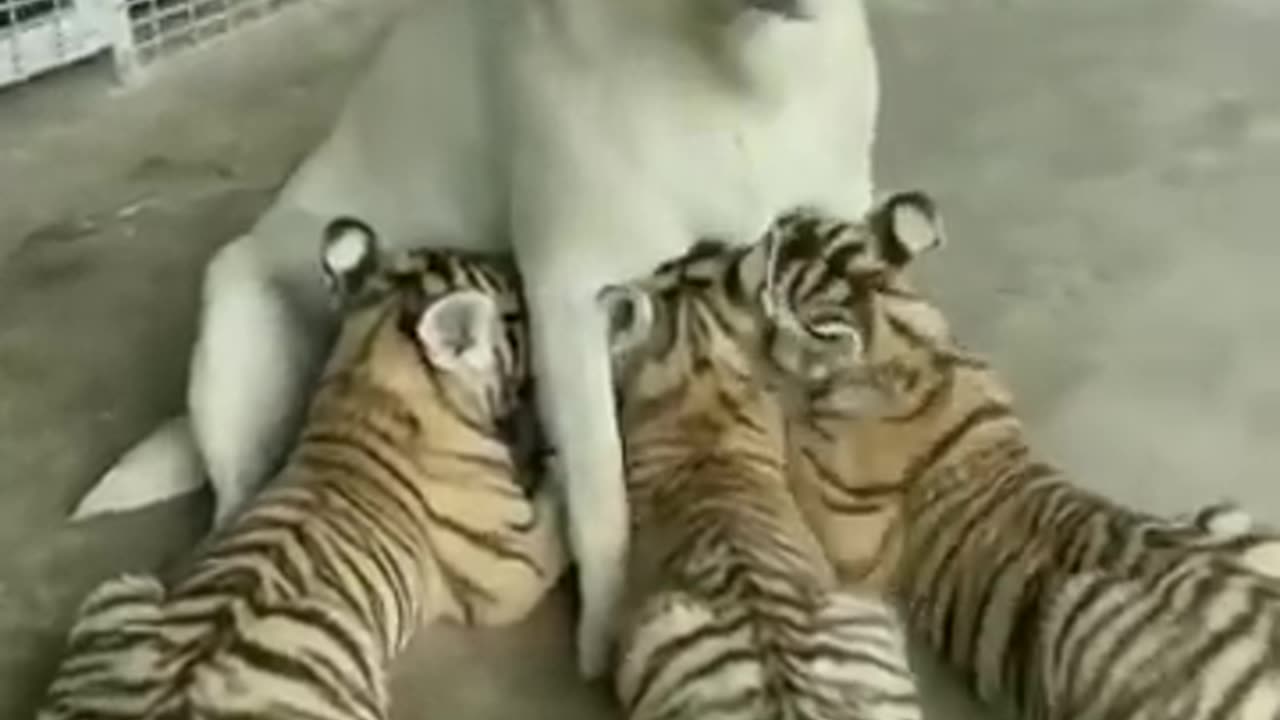 tiger cubs feed from Labrador #shorts #viral