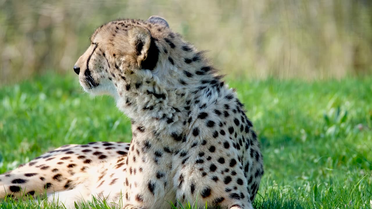 Cheetah Lying on the Grass