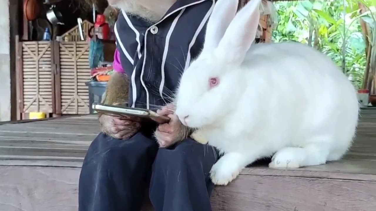 rabbit and monkey friendship