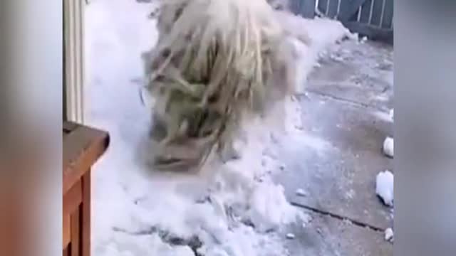 A mop in the snow