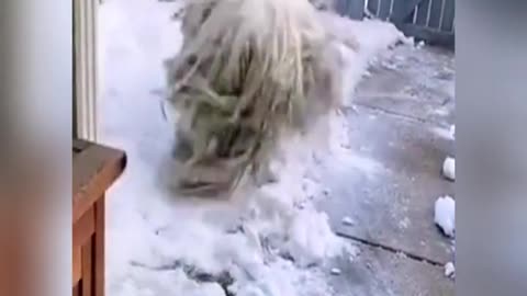 A mop in the snow