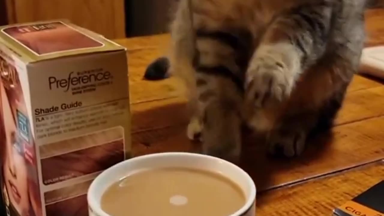 Funny Animals Shorts 201 :-) cat & coffee 😂 Cats Dogs Pets laugh viral video