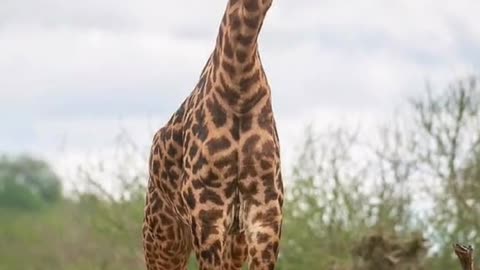 The giraffe