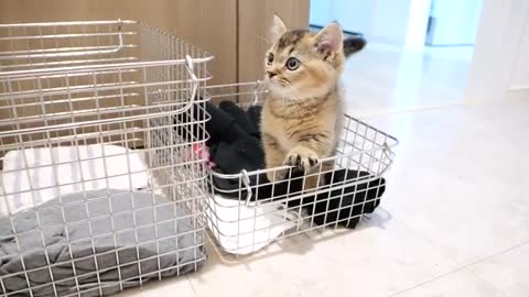 Kitten Kiki monitors the washing machine because it's too loud