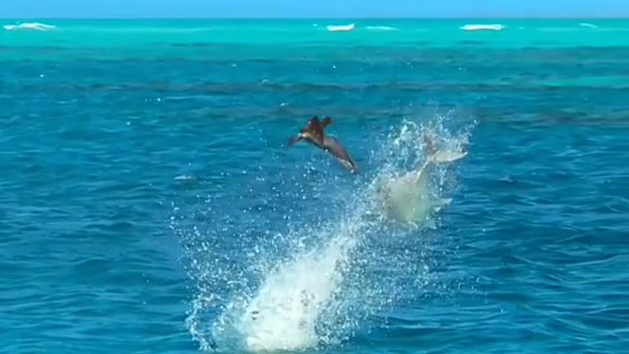 Fish attack bird interesting video