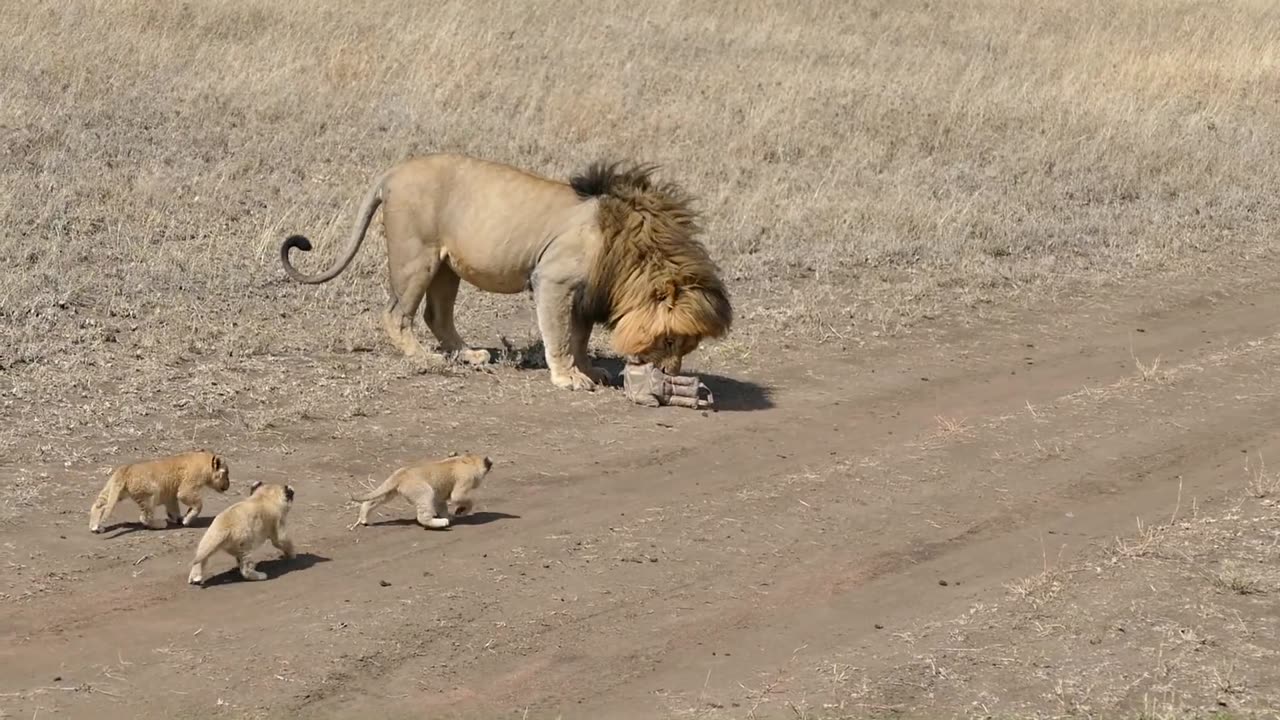 Lion dad tries to ditch his kids