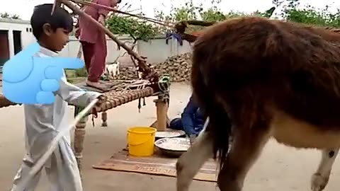 Funny animals video