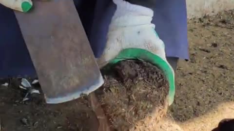 Horse hoof cleaning 🐎