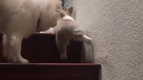 Little guy's having a hard time getting up the stairs