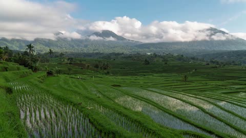 Relaxing Music With The Ricefield And Beautiful Sceneries