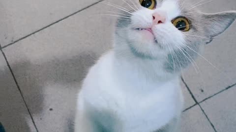 The cat try to catch the fish