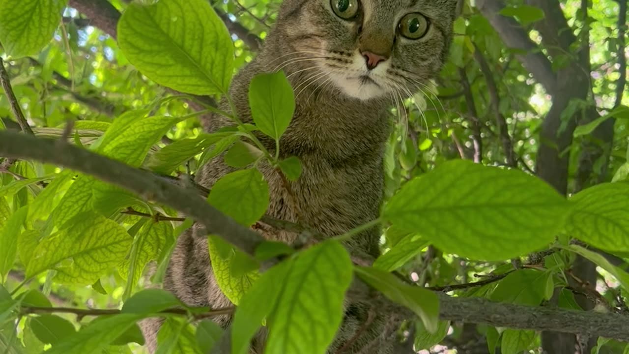Lily, has to be related to the black footed cat!