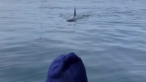 Orca Makes Strange Sounds at Whale Watchers