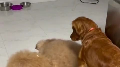 Can you guess which one loves the popcorn game ?