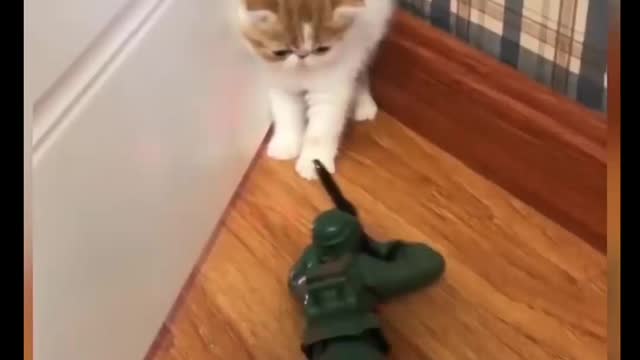 Cat Comedy Video Cat Funny video Part35 #CatShort #CatVideo