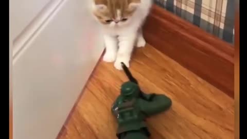 Cat Comedy Video Cat Funny video Part35 #CatShort #CatVideo
