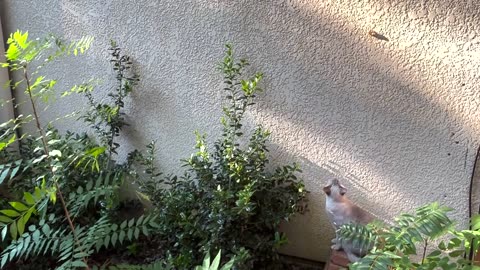 Funny Video Cat vs Cisada
