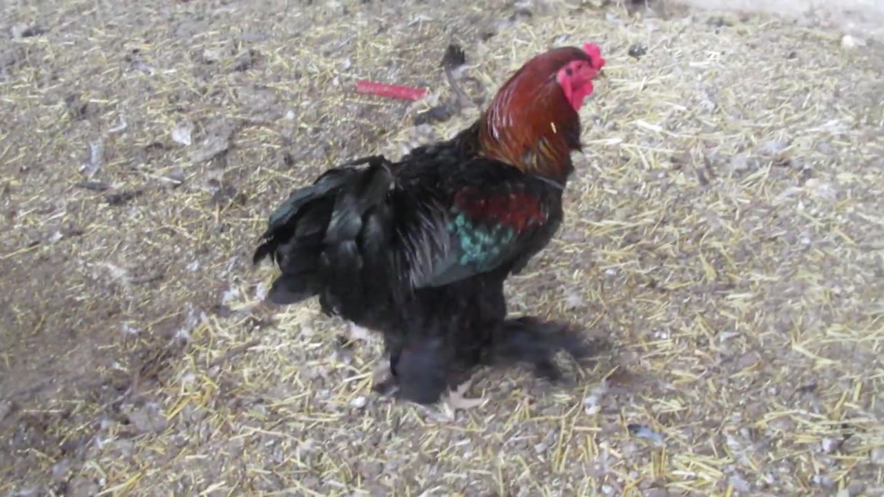 Serama chickens (1)