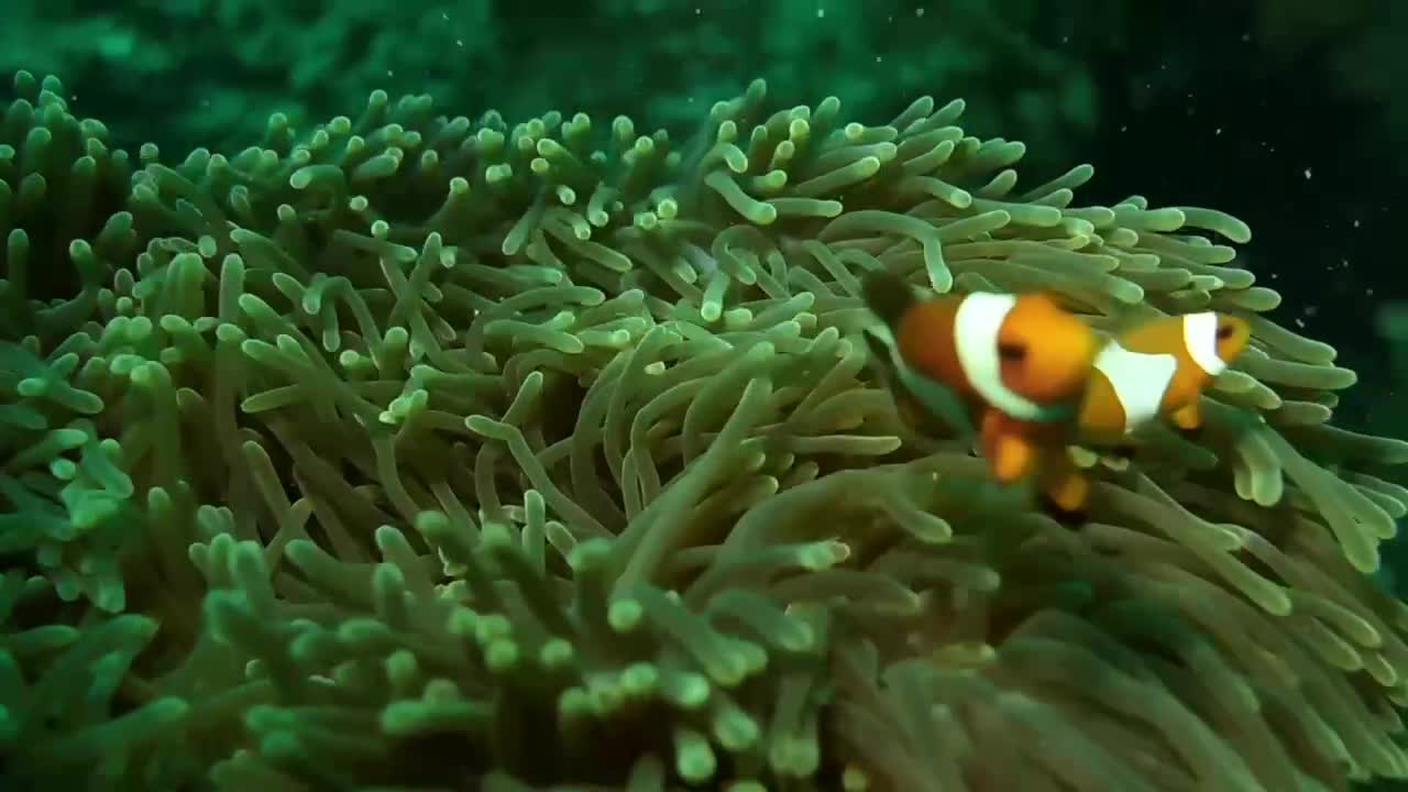 Found Nemo Clownfish and just keep swimming.