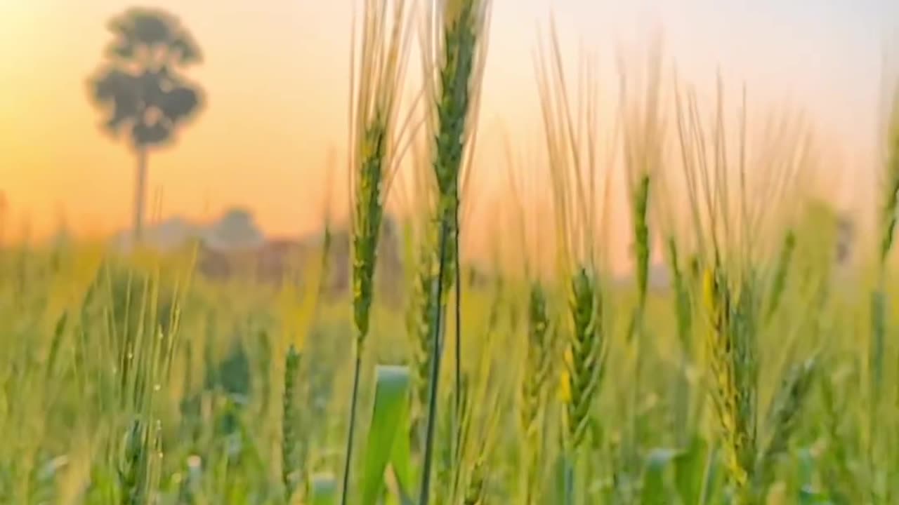 Farming