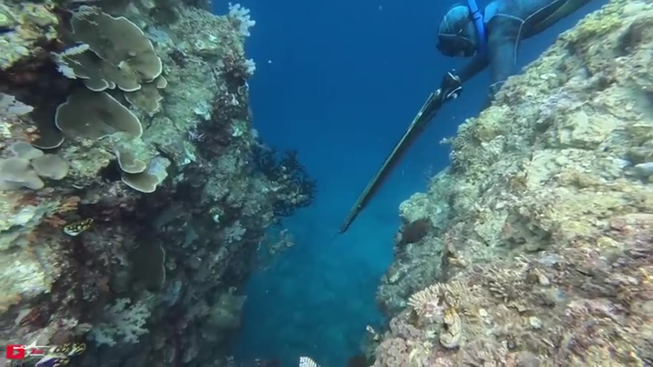 UnderWater Spearfishing dog tuna