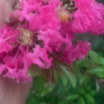 Beautiful nature// beautiful flowers//