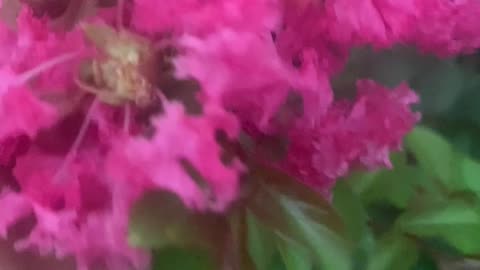 Beautiful nature// beautiful flowers//