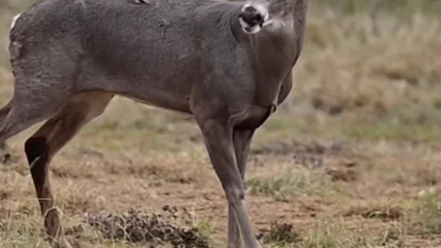 Deer Fighting