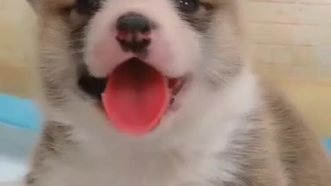 What a cute little boy