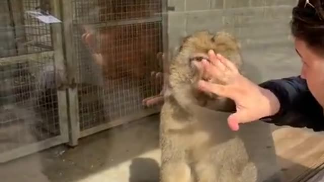 Little brother performs magic for zoo monkeys