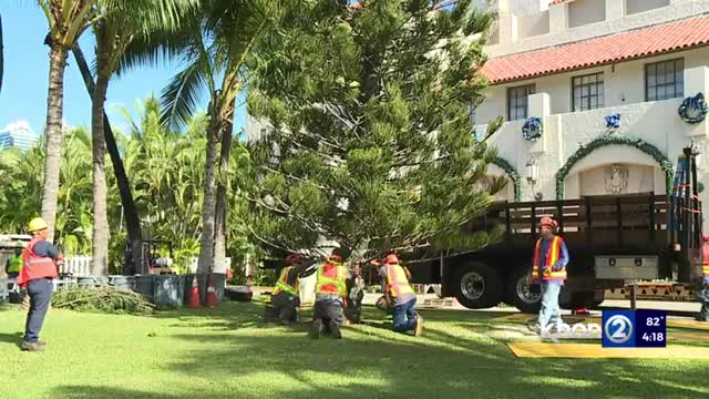 Honolulu Hale's Christmas tree installed