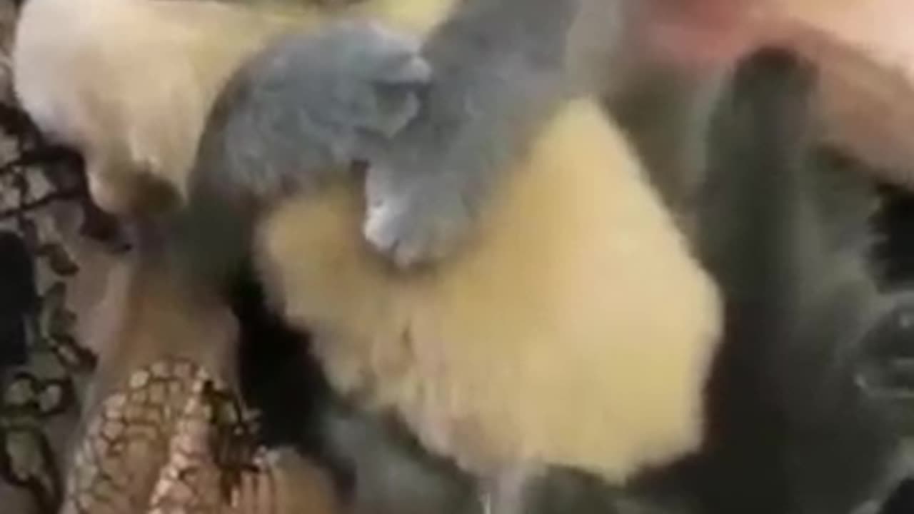 Hey one in a million love cat