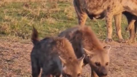 Wild animals zero distance hyena animals