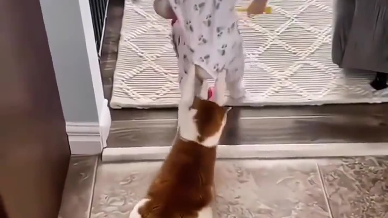 Cat and baby playing