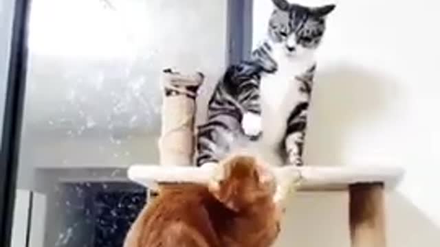 funny cats