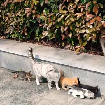 cute cat shorts video