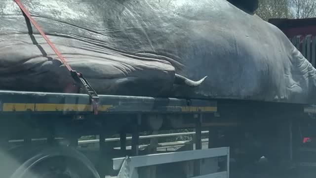 Transporting a Massive Whale Prop on the Highway