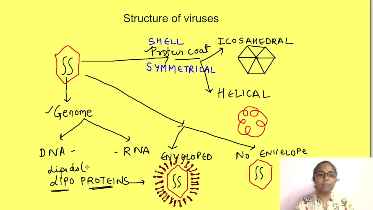 Structure of coronavirus with classification of viruses