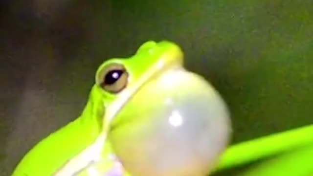 How American green tree frogs look for love