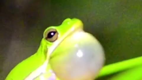 How American green tree frogs look for love