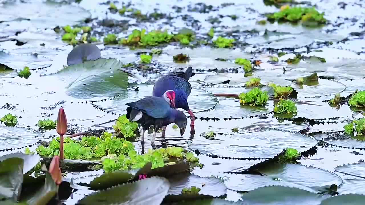 Leaves on water can walk
